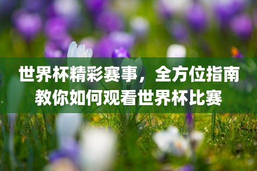 世界杯精彩赛事，全方位指南教你如何观看世界杯比赛